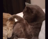 笨 连舔毛都不会，我来... - Stupid licking hair can't, I come...