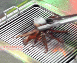 Roasted headless Octopus,活烤无头章鱼