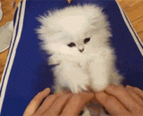 小kitty萌翻了，养一只吧 - Little kitty has sprouted, keep one