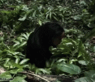 A terrifying Orangutan,吓死人的猩猩