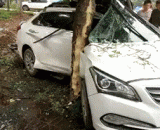 It's a bit embarrassing for the tree to be stronger than the car.,树比车还结实这就有点尴尬了