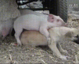 Two brother, I take you as a brother, you actually...,二师兄，我把你当兄弟，你居然...