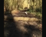 巴哥怎么可以这么蠢 - How can bagge be so stupid