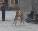 有些情侣啊，吵着吵着就... - Some lovers, noisy and noisy...