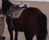 你辣么胖还好意思骑我 - You're hot and fat, so it's a good way to ride me