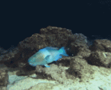 躲避鲨鱼，太特么惊险了，眼睛都瞪直了 - Hiding from sharks, Tai Tai was thrilling and his eyes were straight.