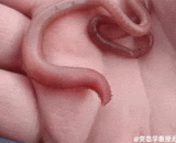 Horrible blood red worm,恐怖的血红虫
