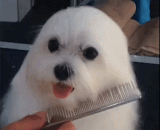 好可爱，一秒海豹，一秒海狗...... - Lovely, a second seal, a second of a sea dog...