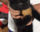 网友家里的猫偷东西吃被抓到后，眼神依然不屈服… - After the cat's family caught stealing food, the eyes still remained unyielded.