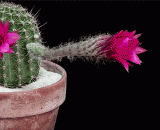 Gif dynamic map of the flowering process of cactus,仙人球的开花过程gif动态图