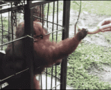 特么的，天天吃这种香蕉，劳资不吃了！ - Special, eat this bananas every day, not to eat!