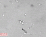 小蝌蚪助推器 - Tadpole booster