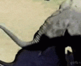 Elephants play the ostrich dynamic pictures.,大象调戏鸵鸟动态图片，调戏也要分对象啊