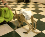 袋鼠对袋子还是没有抵抗力的啊 - The kangaroo has no resistance to the bag.