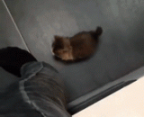 看来我是被主子选中了… - It seems that I was chosen by the master...