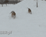 逗一次猫居然花了8000块钱，真是看着心痛…… - It cost me 8000 yuan to play a cat. It really looks at heartache...