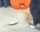 Ah... It's not far away. I'll lie back.,啊...还没走远呢，我再躺会儿