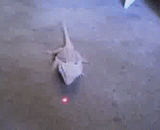 咬，我咬...这到底是什么怪物 - Bites, I bite... What the hell is this monster