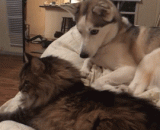 二哈：我当时也没多想，就上去那么一推！感觉我摊上大事了！ ​​​​ - Two ha: I didn't think much at that time, so I went up there. I feel like a big deal! ​ ​ ​ ​