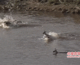 The crocodile has come. Why is it so big and quiet that the sneak ambush is good?,鳄鱼来了，怎么这么大动静，说好的潜行伏击呢...这分明是正面怼