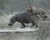 踏马的吃不下赶紧滚蛋，劳资还要去碎觉呢 - If you can't eat a horse, you can get rid of it.