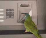 The parrot is out of the sky and will use ATM to get money,这鹦鹉逆天了，会使用ATM取钱