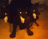 三头地狱犬！把喵星人给吓尿了 - Three helldogs! To scare the meow star