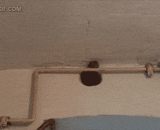 The mouse sends his head in a thousand miles.,老鼠千里送人头...