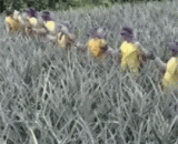 The farmer pluck pineapple pineapple and pineapple,农民这样摘菠萝传菠萝装菠萝的