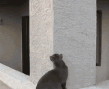 蜘蛛猫！喵星人进化了 - Spiders and cats! Meow stars have evolved