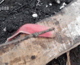 Bugs puke white net,怪虫子吐白网