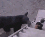 朕斗过鳄鱼，打过老虎，你一熊样吓谁啊 - I fought against the crocodile, and hit the tiger.