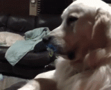 别动！你干啥！人家还是个宝宝！ - Hold it！ What do you do! People are still a baby!