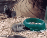 逗逼仓鼠后空翻玩过瘾了，根本停不下来 - Teasing the hamster after somersault is fun, and can't stop at all.