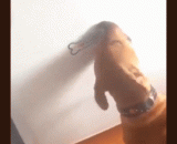 有个不靠谱的主人是一种什么样的体验[6P] - What kind of experience is an unreliable host? [6P]