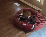 Lie trough, have skill, have ability, don't call parents...,卧槽，有本事，有本事你别叫家长啊……