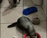 Dares to eat the couplet dinner,小吃货竟敢吃联的晚饭