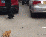 猫：你感动不感动？老鼠：不敢动不敢动 - Cat: are you moved? Mouse: dare not move and dare not move