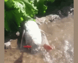 Dying, struggling,快死了，在挣扎