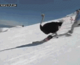 Bunker! The trick of ostrich skiing is ostrich, not rookie!,碉堡！鸵鸟滑雪的绝技，对了是鸵鸟不是菜鸟！