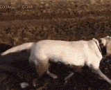 主人吓得落荒而逃：这狗我不要了！[4P] - The owner is scared to escape: I don't want the dog! [4P]