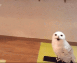 猫头鹰给我打招呼的这副表情 实在是太萌了！ - The expression that the owl greeted me was too sprouting.