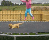 喵星人：TMD，谁来救救朕…… - Meow Star: TMD, who will save me...