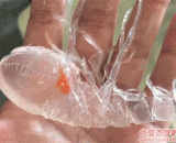 All transparent shrimp! What is the orange red, the food eaten?,全透明虾！橘红色的是什么呢，吃掉的食物？