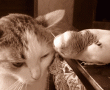 鹦鹉VS喵星人，鹦鹉君好贱[6P] - Parrot VS meow, parrot monarch good [6P]