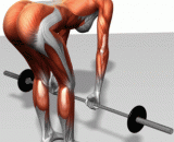 锻炼背部肌肉的几个动作[5P] - Several actions to exercise the back muscles of the [5P]