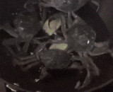 螃蟹：这个温泉不能泡，快跑！ - Crabs: this hot spring can't be bubbling. Run!