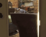 铲屎的，我走了这么久怎么还在这里 - Shit, I'm still here for so long