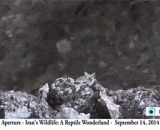 The rattlesnake's camouflage! The birds were all cheated!,响尾蛇的伪装术！鸟都被骗了！