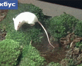 蛤蟆大口吞白鼠，不咀嚼，直接吞下去 - The toad swallows the rat, chews it up, and swallows it down.